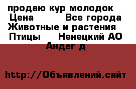 продаю кур молодок. › Цена ­ 320 - Все города Животные и растения » Птицы   . Ненецкий АО,Андег д.